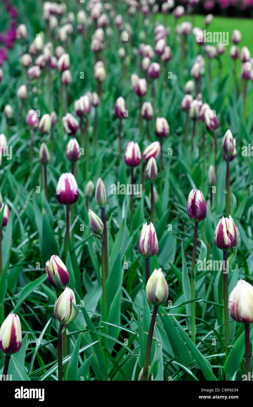 Tulipa rems favourite purple white triumph tulip flowers display spring flower bloom blossom bed colour color bulb Stock Photo