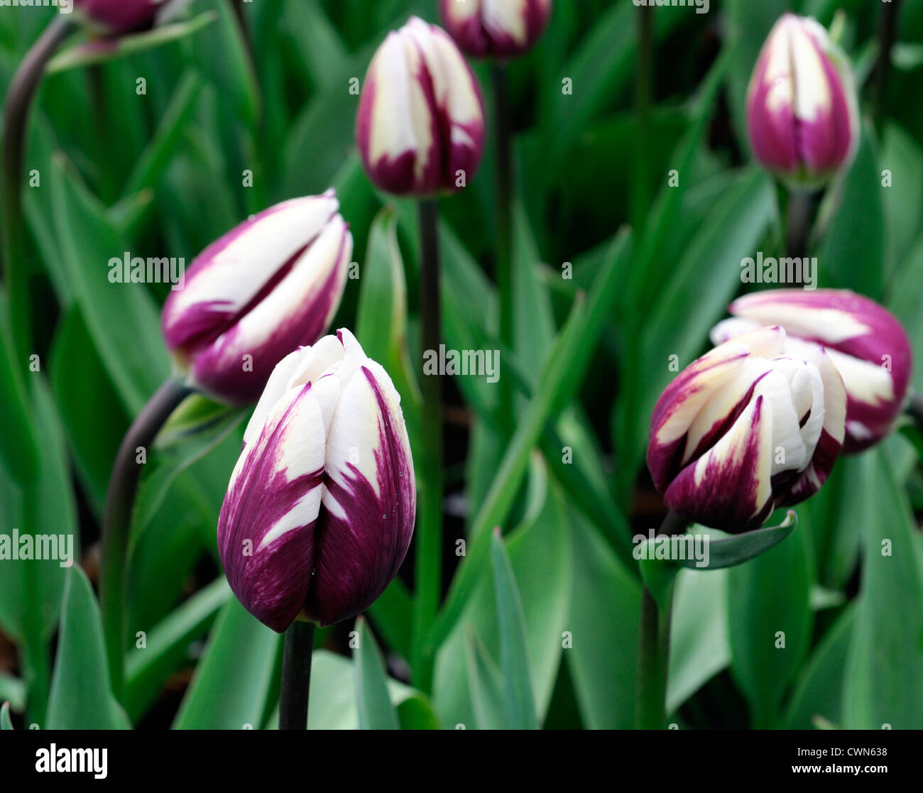 Tulipa rems favourite purple white triumph tulip flowers display spring flower bloom blossom bed colour color bulb Stock Photo