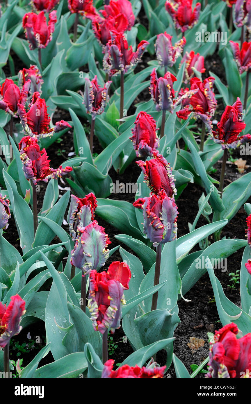 Tulipa rococo green red parrot tulip flowers display spring flower bloom blossom bed colour color bulb Stock Photo