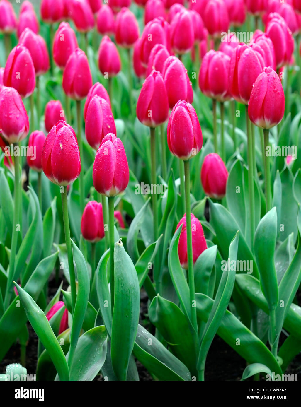 Tulipa rosy delight darwin hybrid pink tulip flowers display spring flower bloom blossom bed colour color bulb Stock Photo