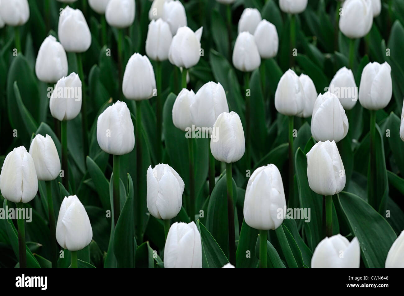 Tulipa royal virgin white triumph tulip flowers display spring flower bloom blossom bed colour color bulb Stock Photo