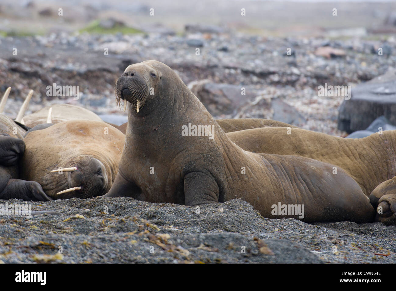 Walruses, Odobenus rosmarus, Spitsbergen, Svalbard, Arctic Stock Photo