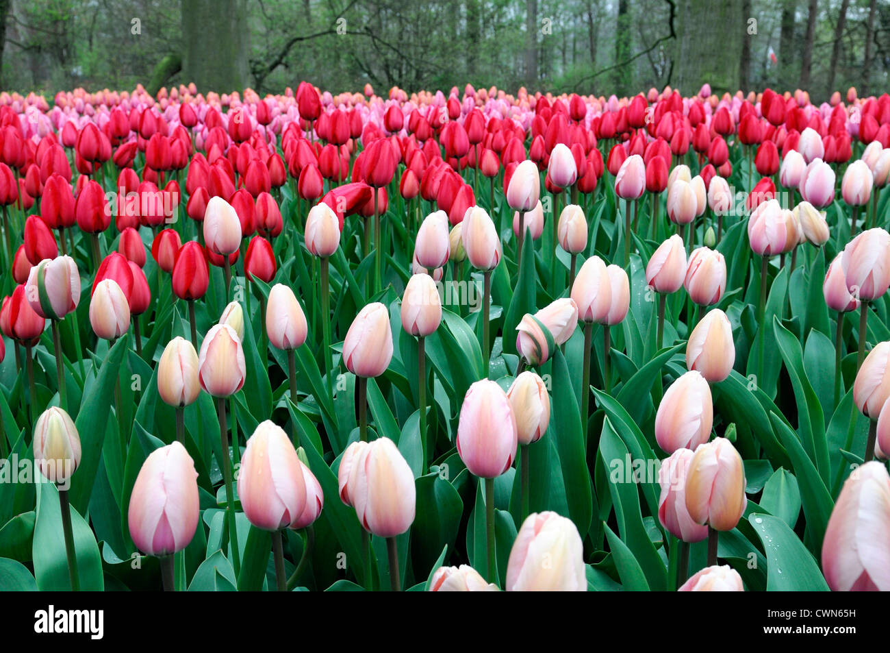 Tulipa salmon impression Tulipa red impression darwin hybrid pale pink tulip flowers spring flower bloom blossom mixed bed Stock Photo