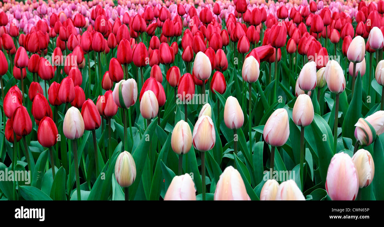Tulipa salmon impression Tulipa red impression darwin hybrid pale pink tulip flowers spring flower bloom blossom mixed bed Stock Photo