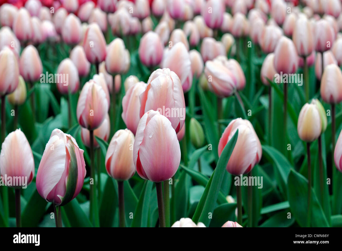 Tulipa salmon impression darwin hybrid pale pink tulip garden flowers spring flower bloom blossom bed colour color Stock Photo