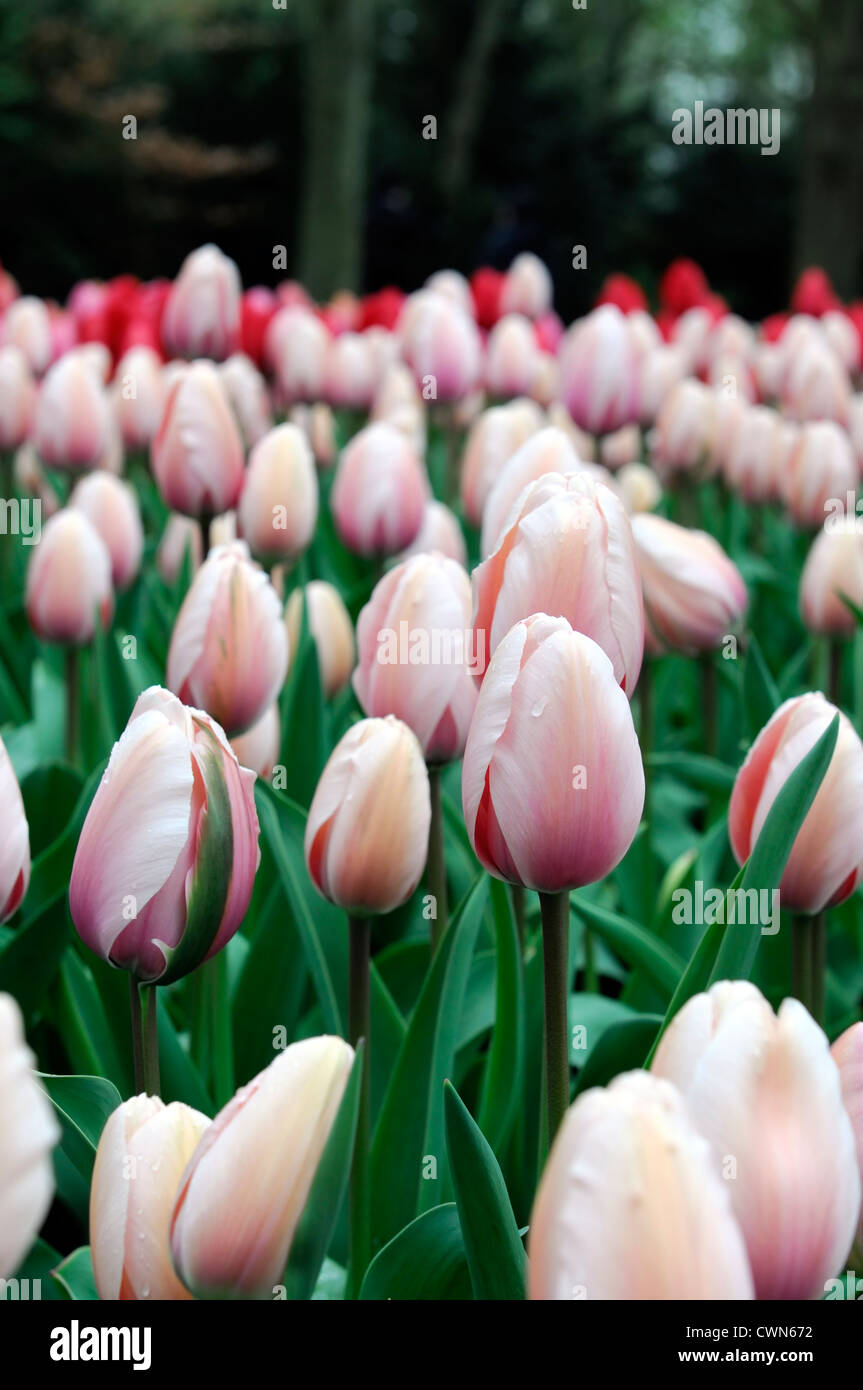 Tulipa salmon impression darwin hybrid pale pink tulip garden flowers spring flower bloom blossom bed colour color Stock Photo