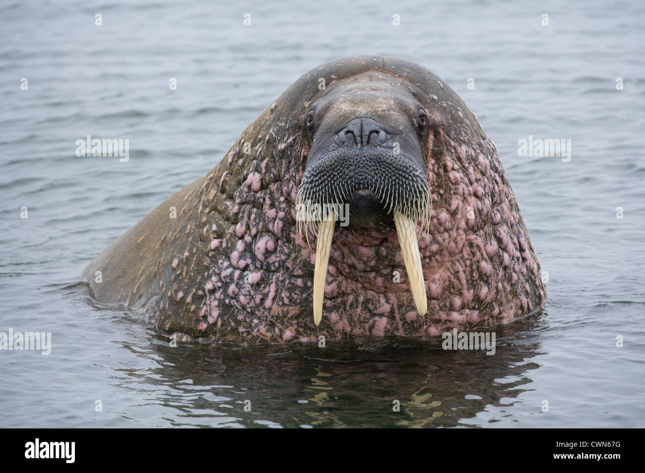 Walrus, Odobenus rosmarus, Spitsbergen, Svalbard, Arctic Stock Photo ...