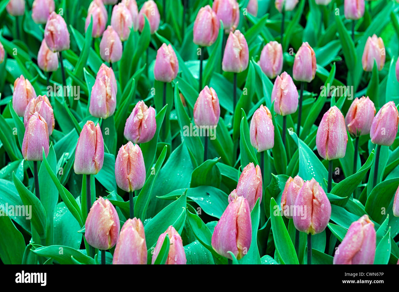 Tulipa salmon prince single early pale pink yellow tulip garden flowers ...
