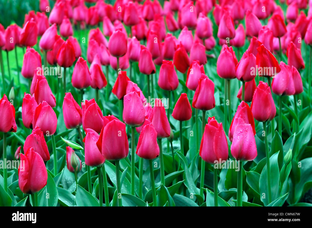 Tulipa spryng pink red triumph tulip garden flowers spring flower bloom blossom bed colour color bulb bulbous Stock Photo
