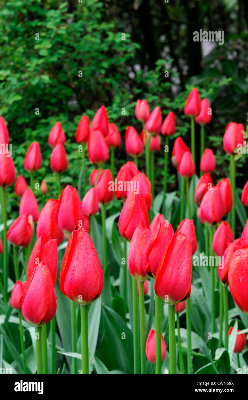 tulipa worlds fire red tulip garden flowers spring flower bloom blossom display bed colour color bulb bulbous darwin hybrid Stock Photo