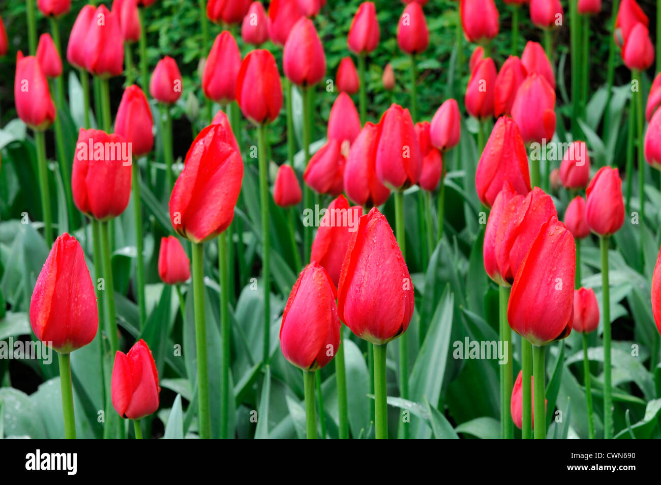 tulipa worlds fire red tulip garden flowers spring flower bloom blossom display bed colour color bulb bulbous darwin hybrid Stock Photo