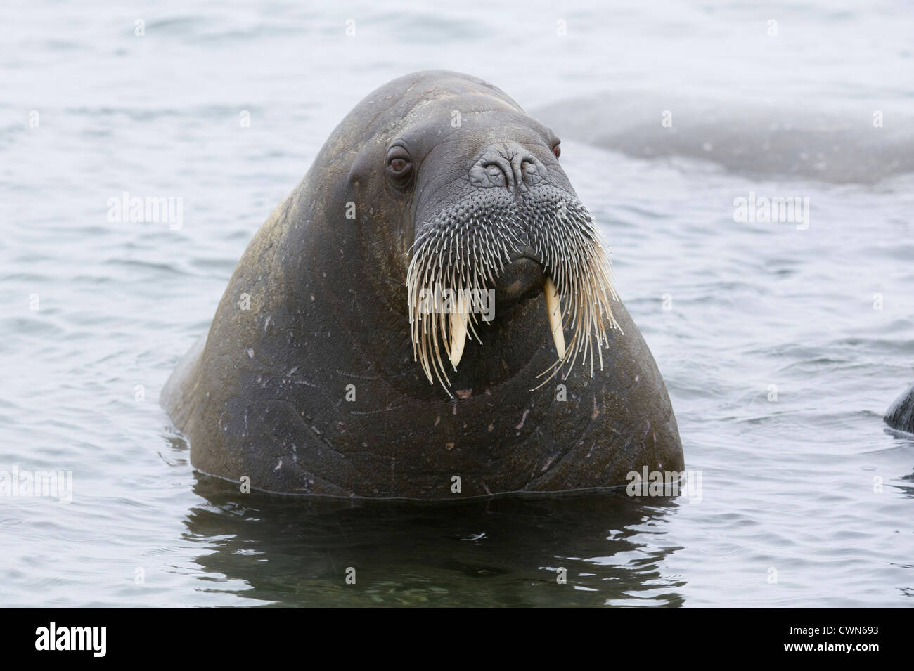 Walrus, Odobenus rosmarus, Spitsbergen, Svalbard, Arctic Stock Photo