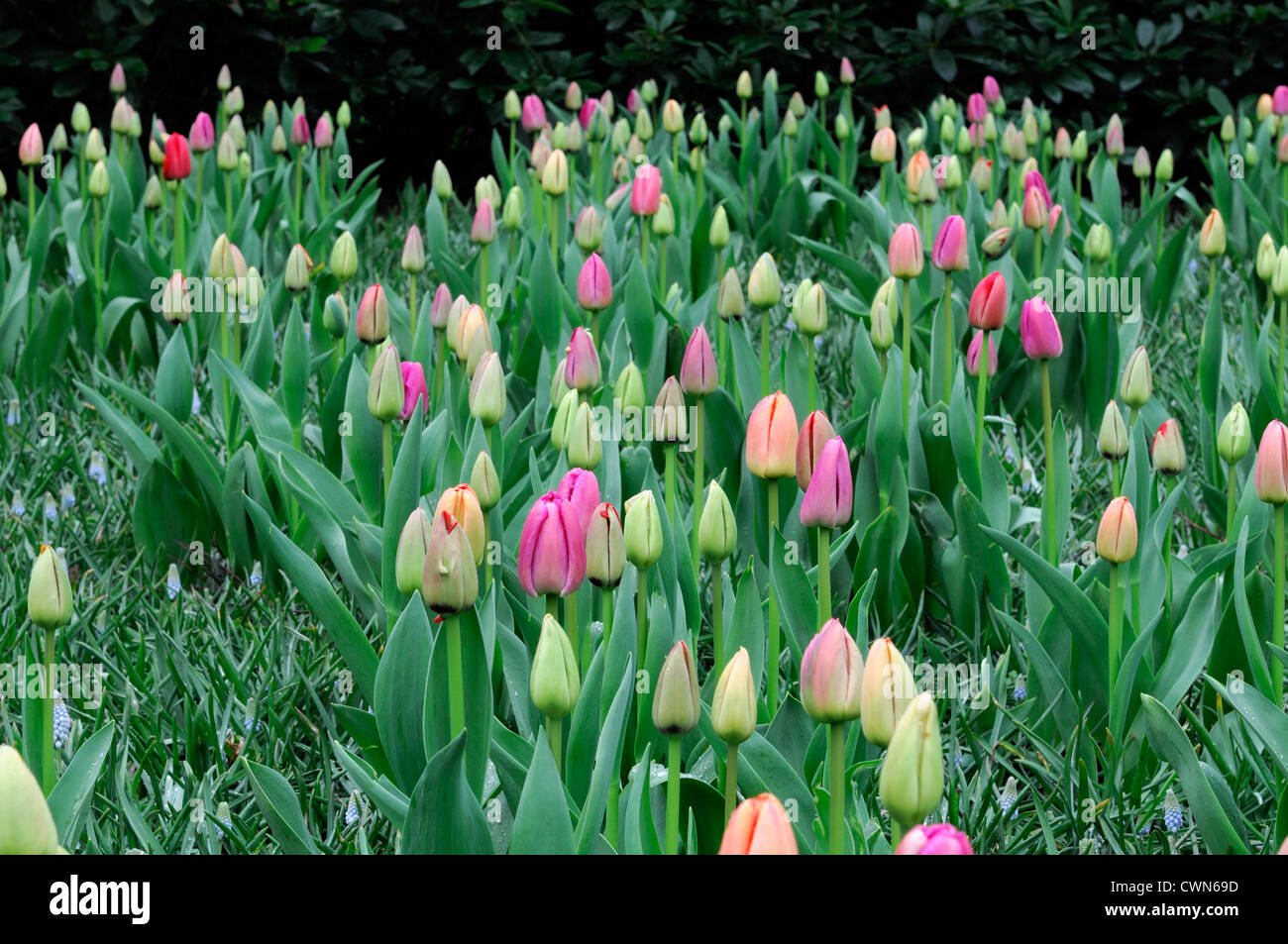 tulipa zantupink Pink tulip garden flowers spring flower bloom blossom display bed colour color bulb bulbous darwin hybrid Stock Photo