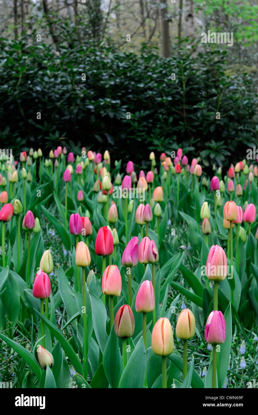 tulipa zantupink Pink tulip garden flowers spring flower bloom blossom display bed colour color bulb bulbous darwin hybrid Stock Photo