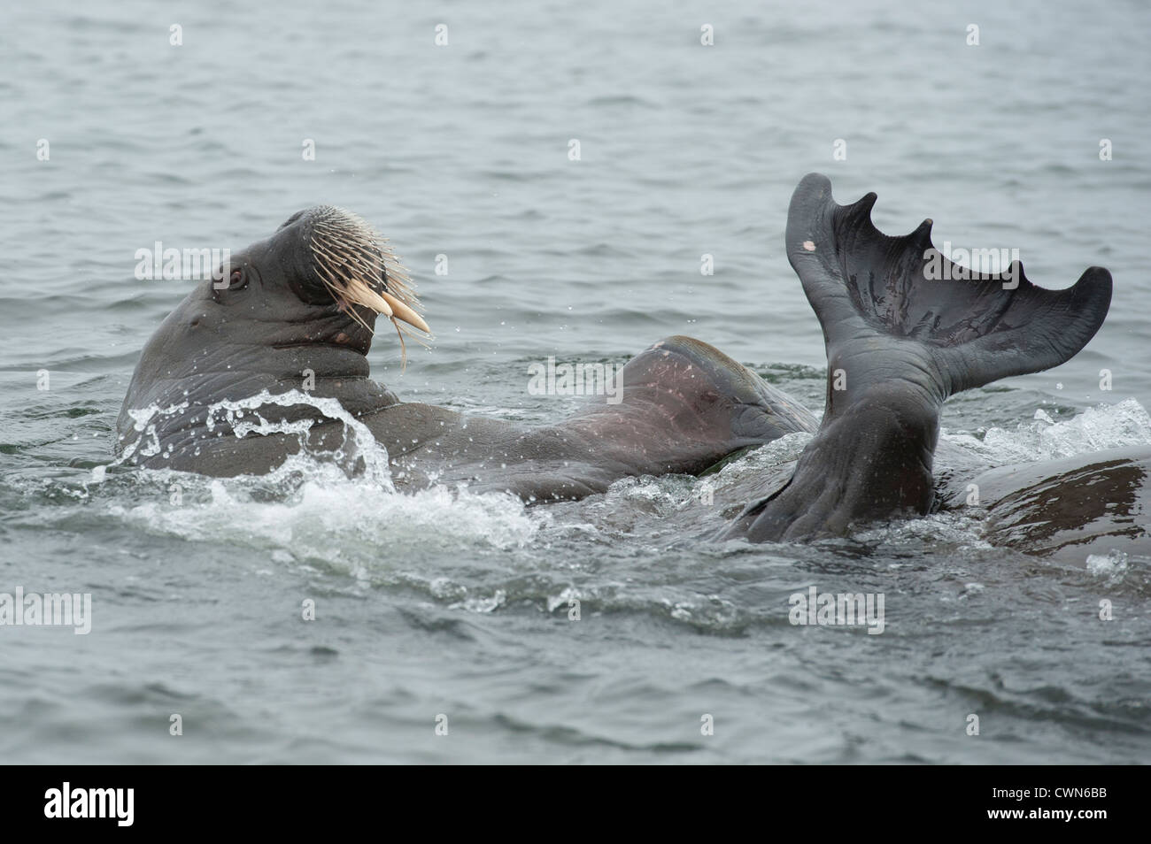 Walrus, Odobenus rosmarus, Spitsbergen, Svalbard, Arctic Stock Photo