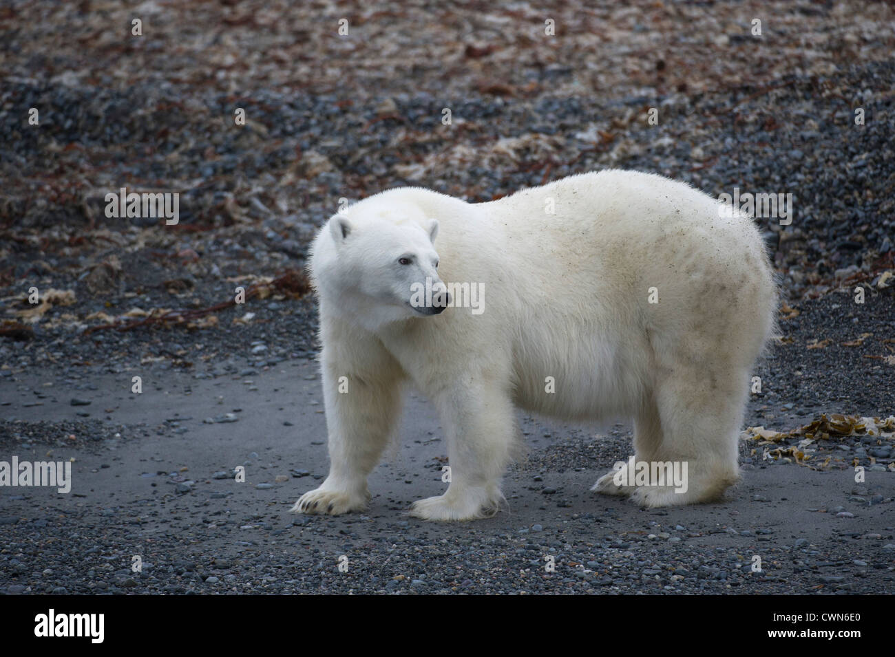 Polar bear, Ursus maritimus, Spitsbergen, Svalbard, Arctic Stock Photo