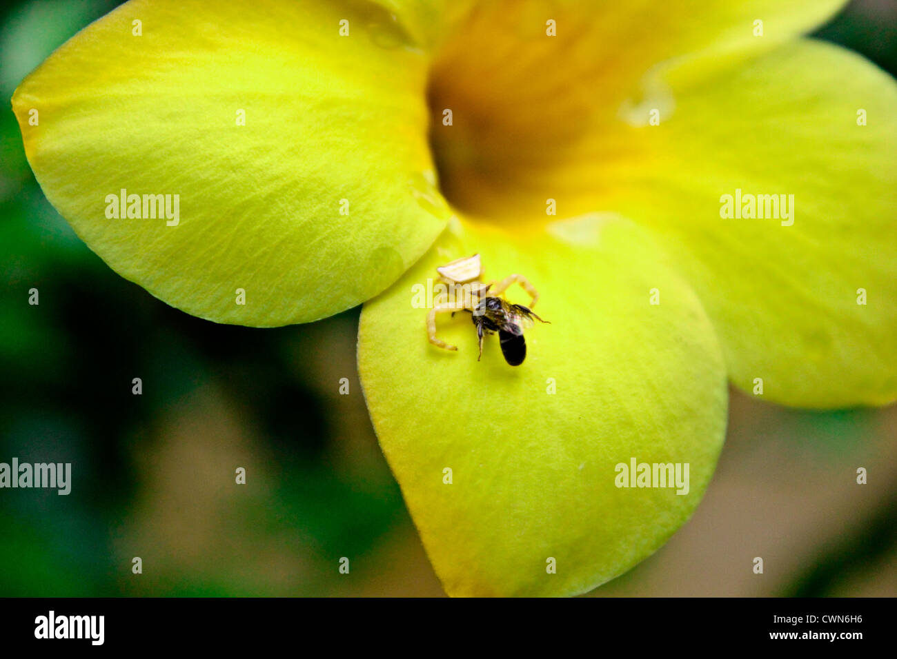 A camouflaged Spider trapping a fly Stock Photo