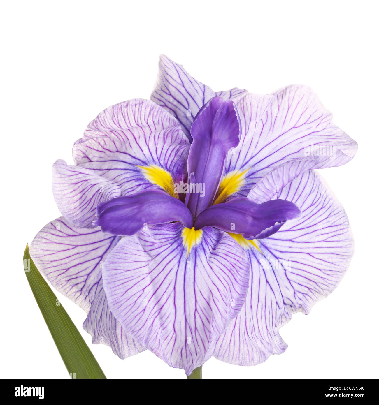 Purple, yellow and white flower of a Japanese iris cultivar (Iris ensata) isolated against a white background Stock Photo