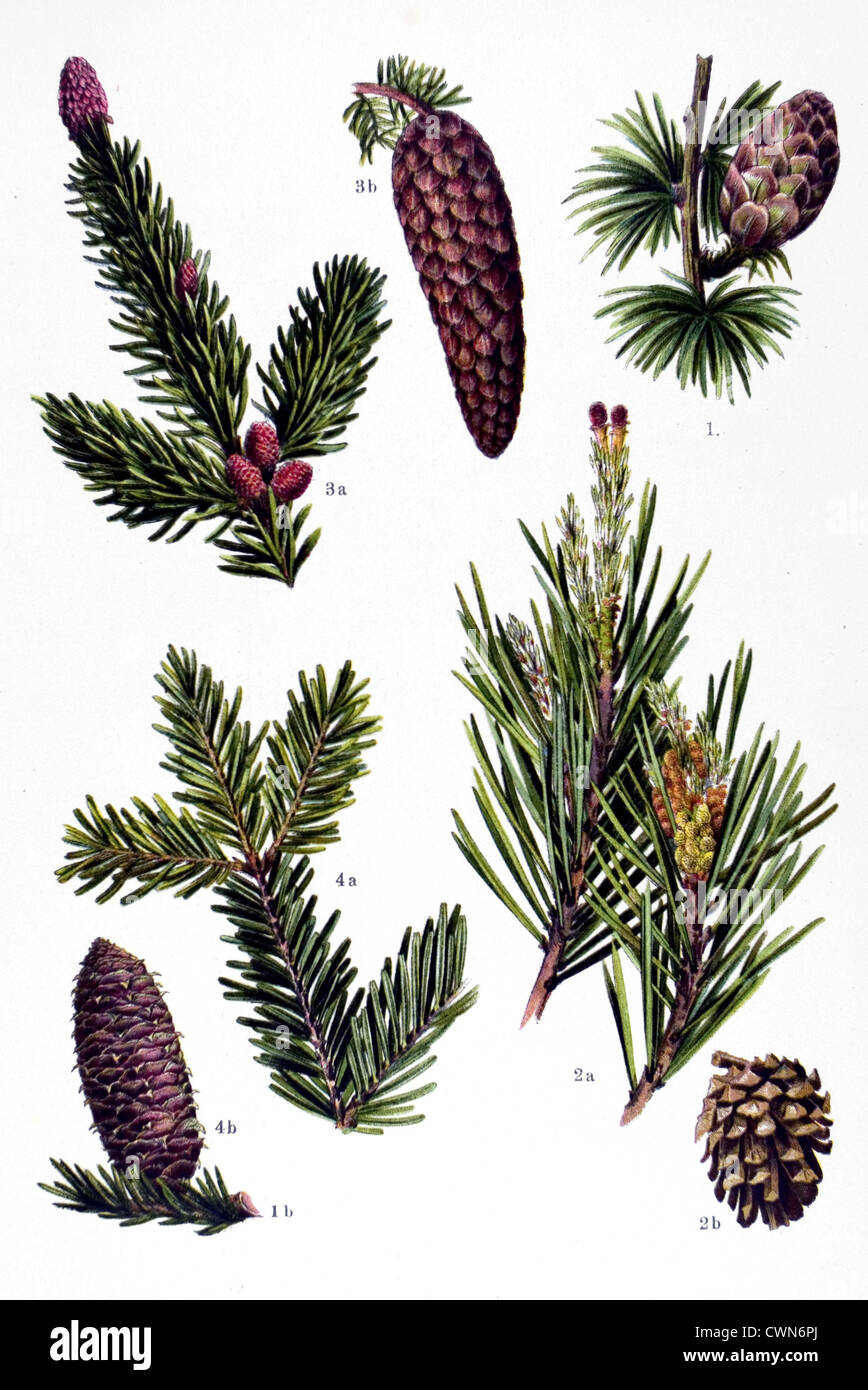 Larch and other herbs Stock Photo