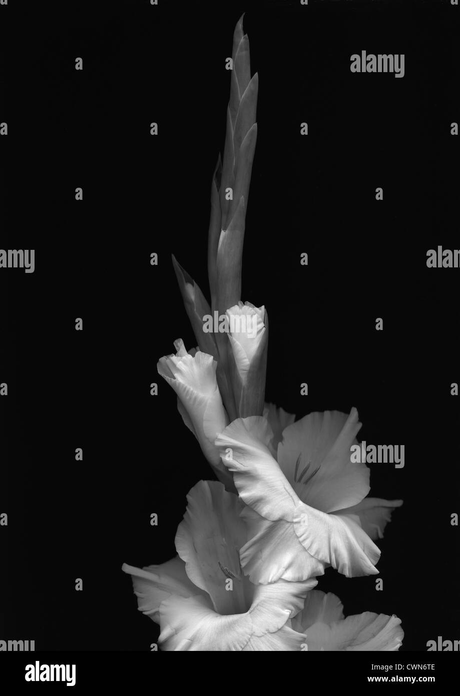 Gladiolus 'White Ice', Gladiolus Stock Photo