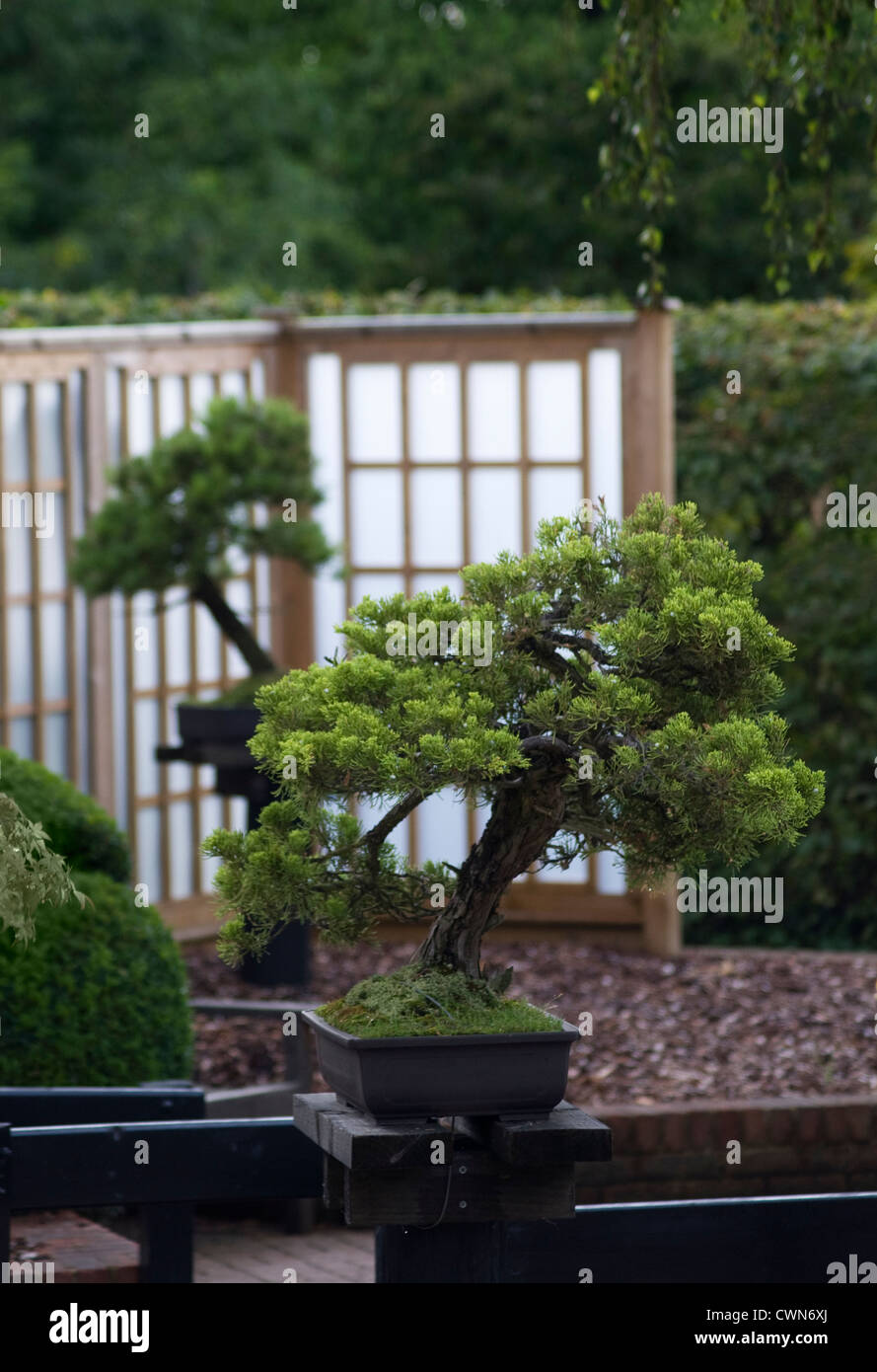 Juniperus sinensis 'San Jose', Bonsai, Chinese juniper Stock Photo
