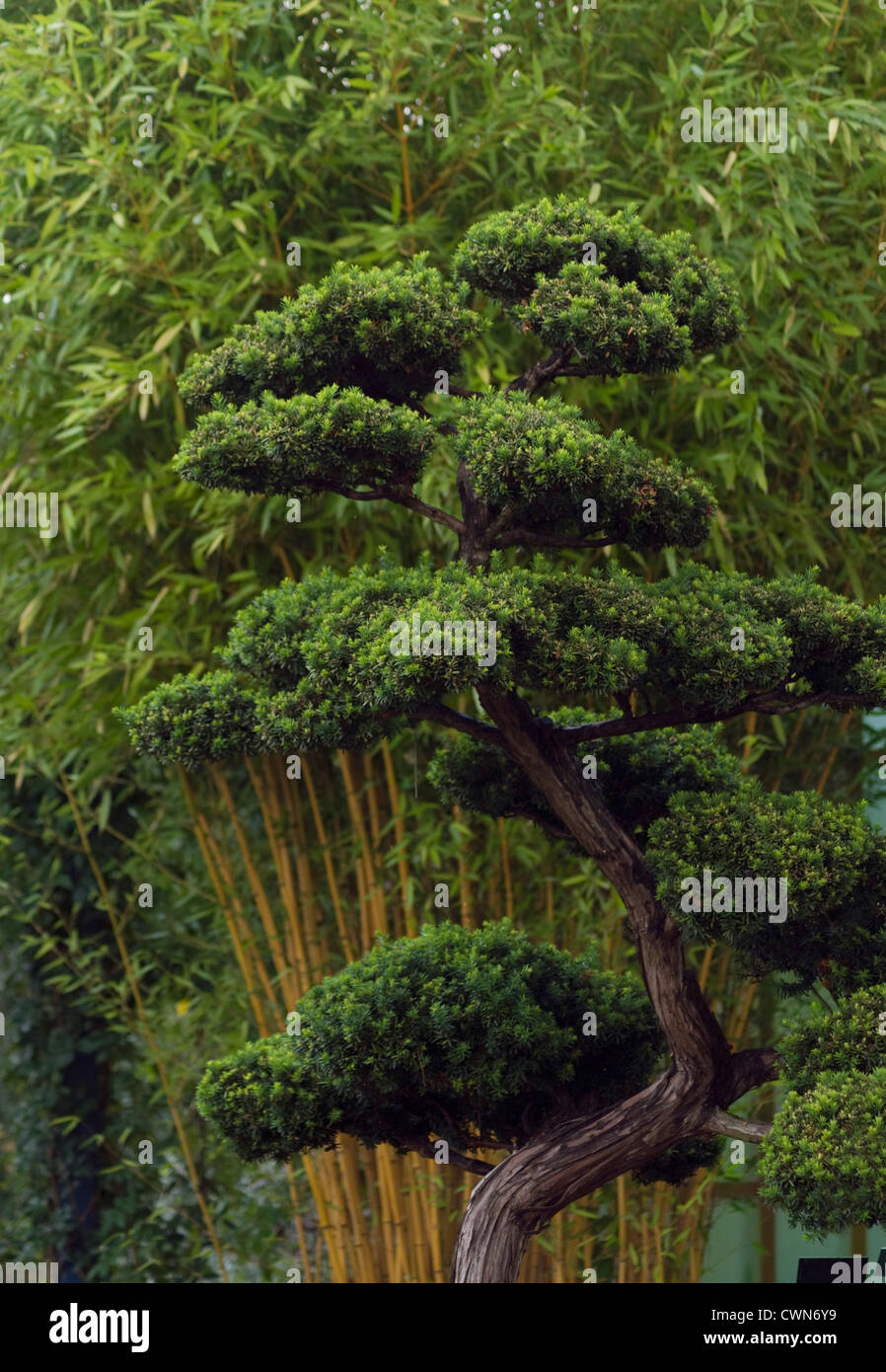 Taxus cuspidata, Bonsai, Japanese yew Stock Photo