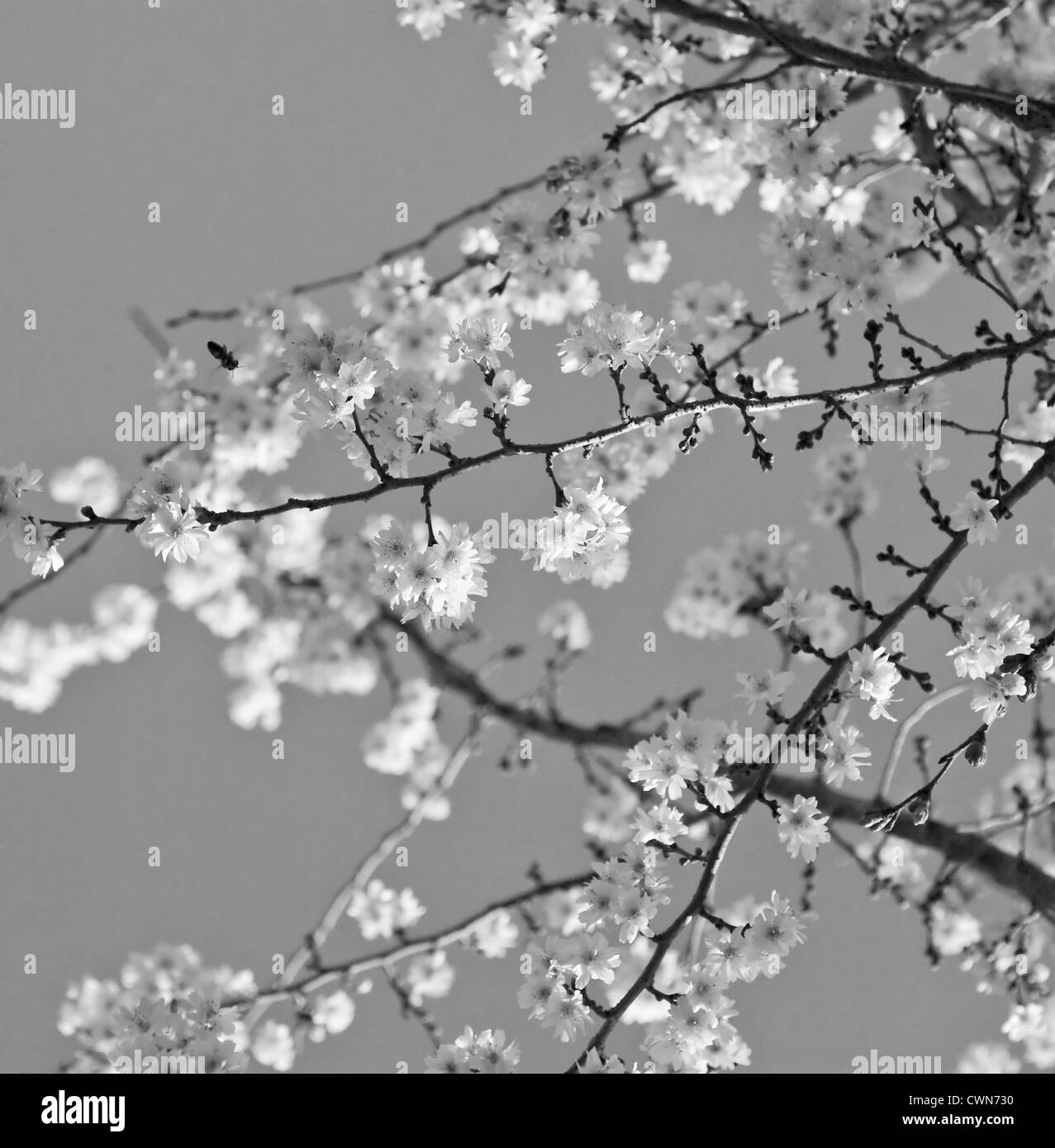 Spring cherry flower tree Black and White Stock Photos & Images - Alamy