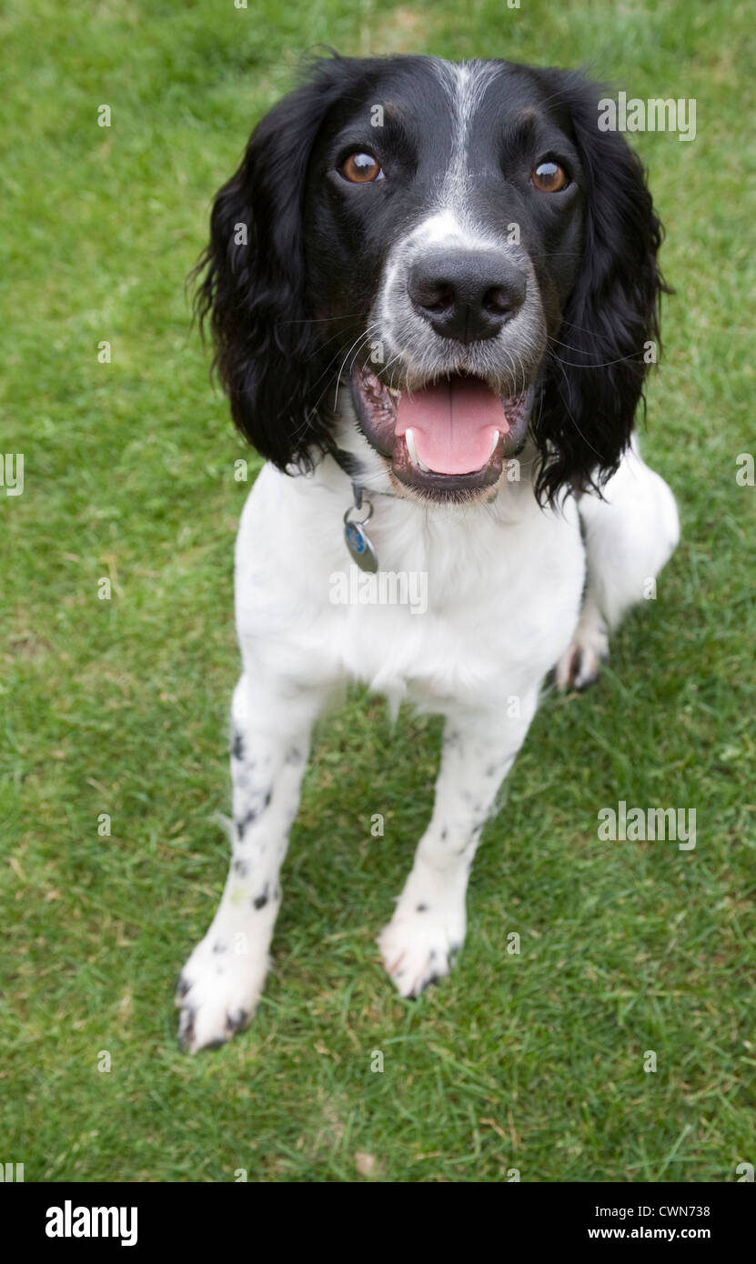 UK Young black and white English Springer Spaniel dog sitting on lawn of his home Stock Photo