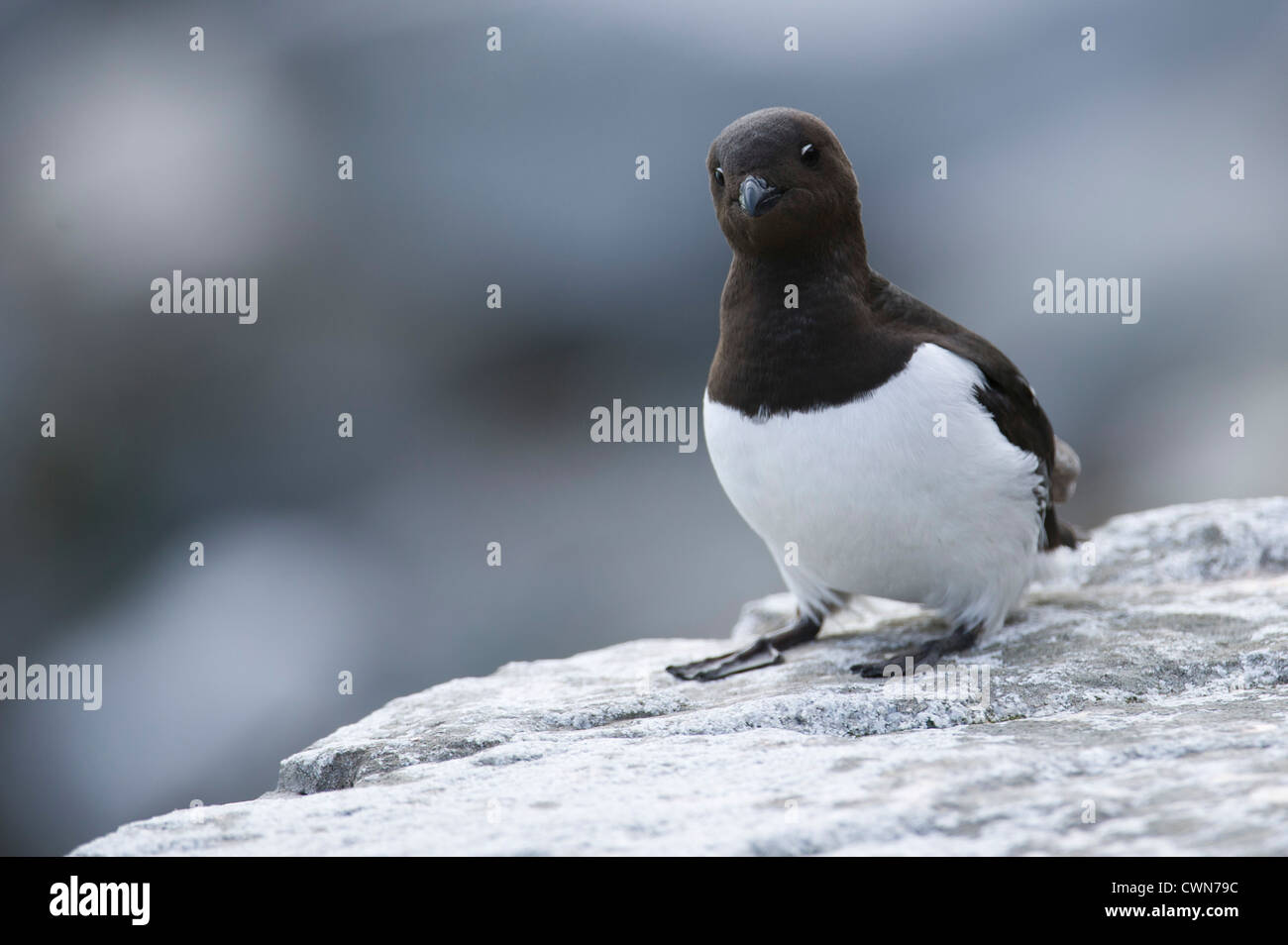 Auk bird hi-res stock photography and images - Alamy, image size:1300x954