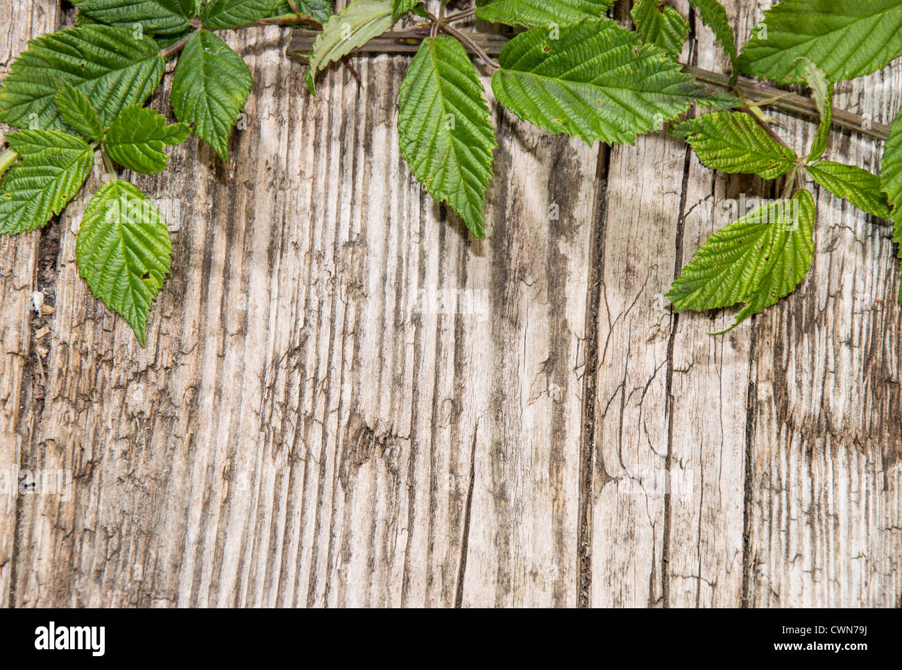 Some Blackberry Leaves on wooden background Stock Photo