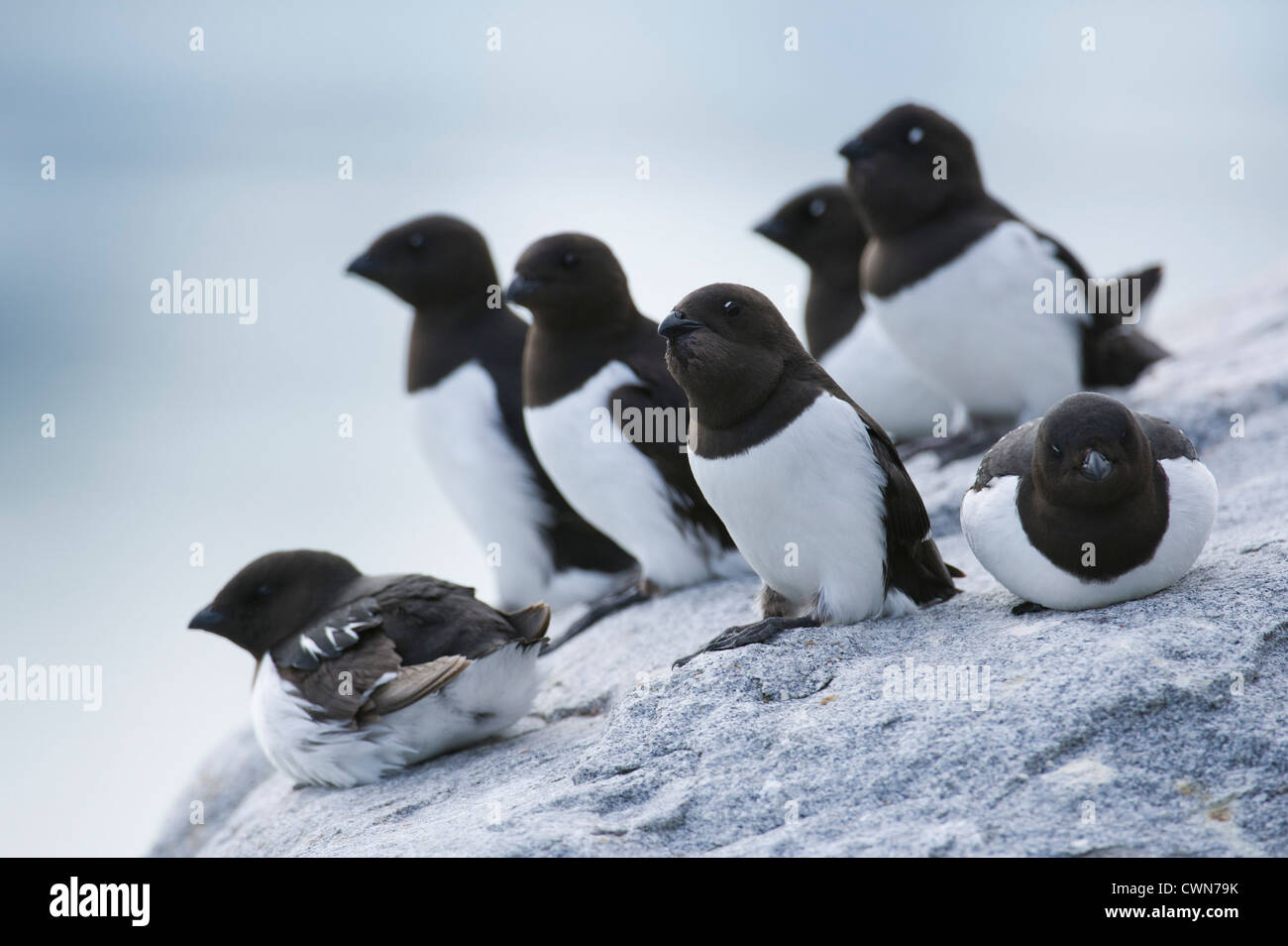 Little auk colony, Alle alle, Magdalenefjord, Spitsbergen, Svalbard, Arctic Stock Photo