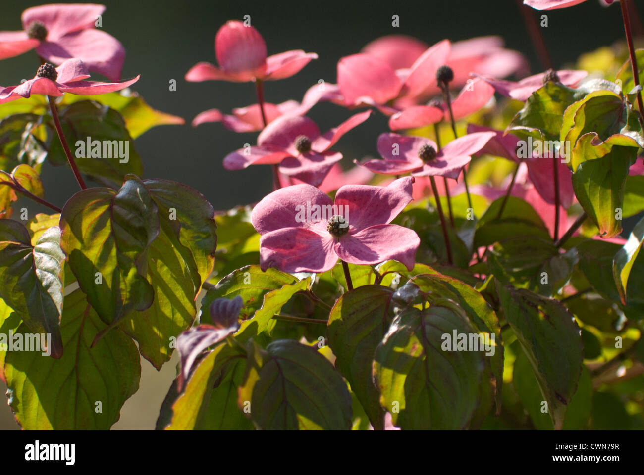 Cornus Kousa 'Satomi', Dogwood, Flowering Stock Photo