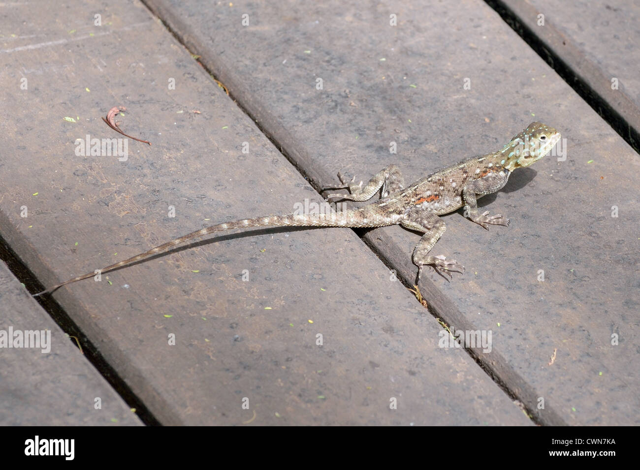 Female Agama Lizard (or red-headed Rock Lizard or Rainbow Lizard) Stock Photo