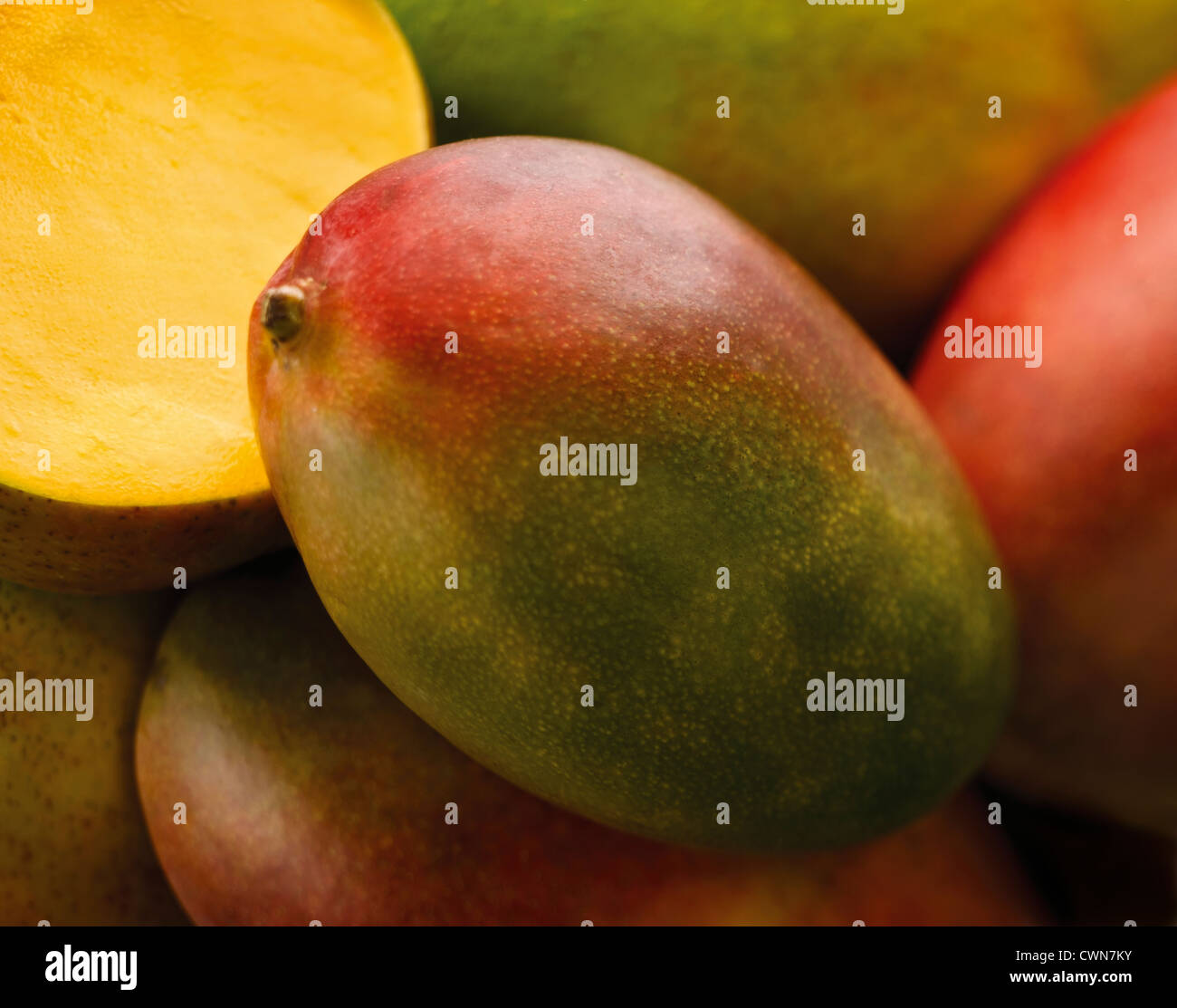 Mangifera indica, Mango Stock Photo Alamy