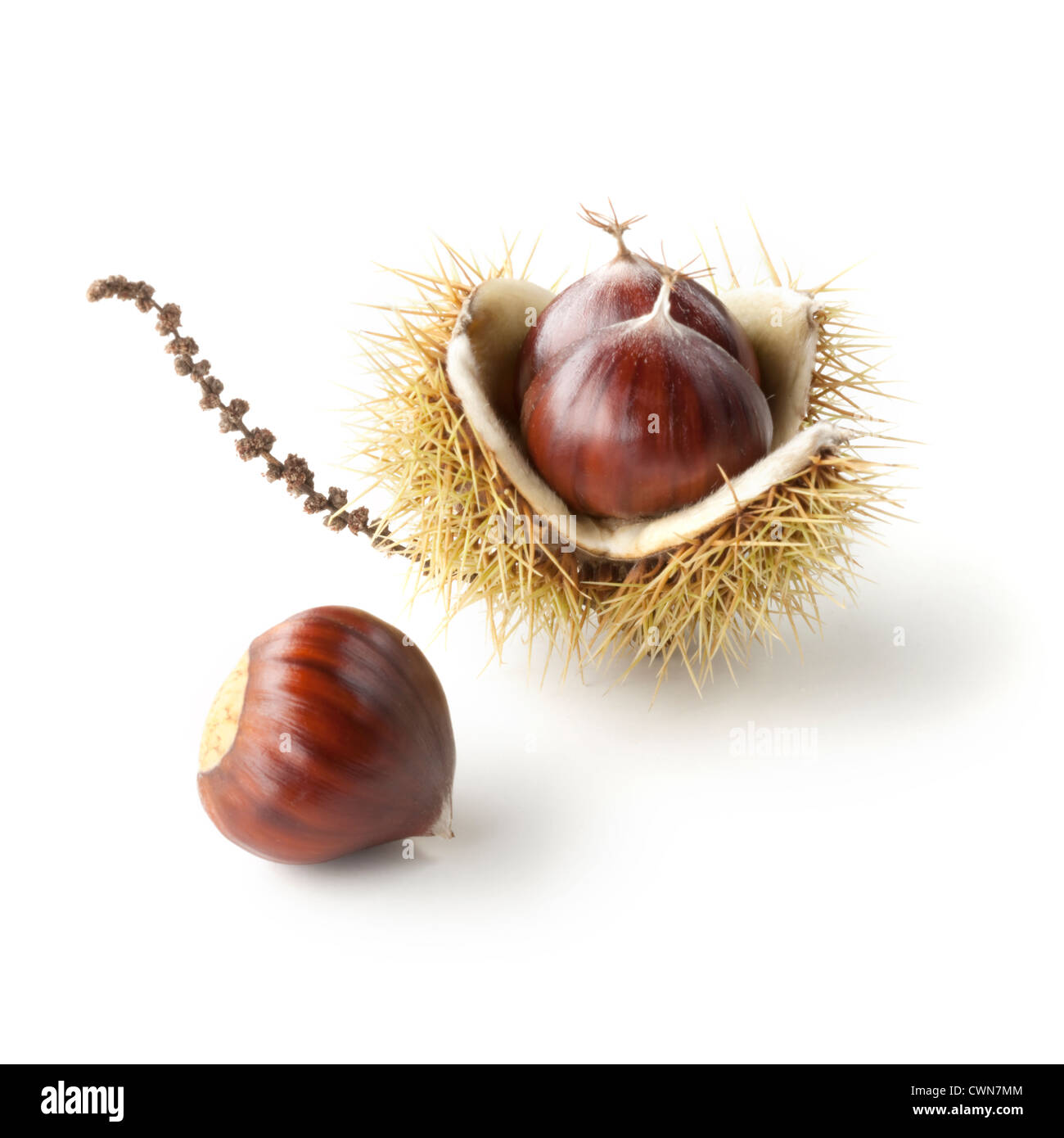 Castanea sativa, Chestnut, Sweet chestnut Stock Photo