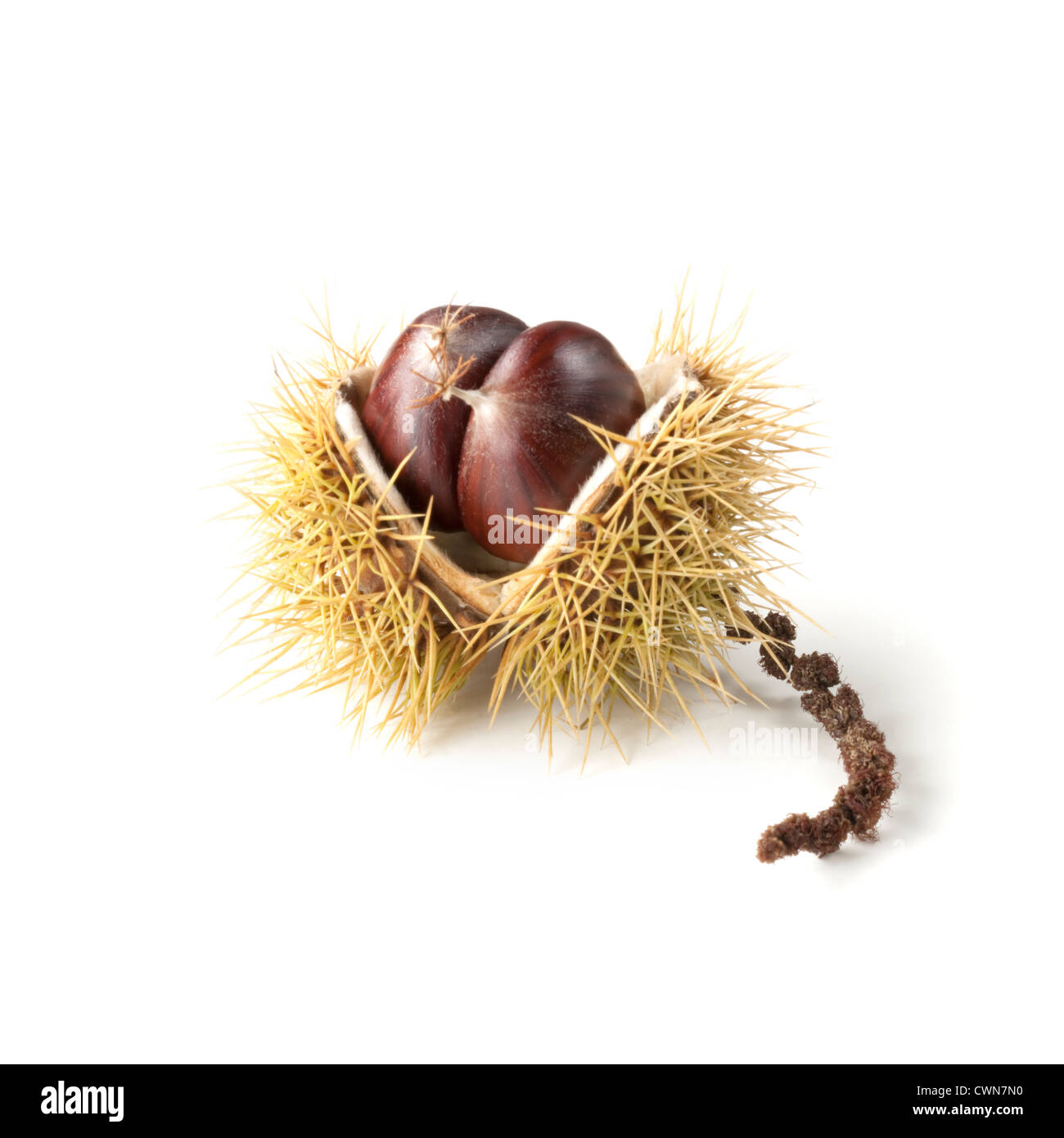Castanea sativa, Chestnut, Sweet chestnut Stock Photo