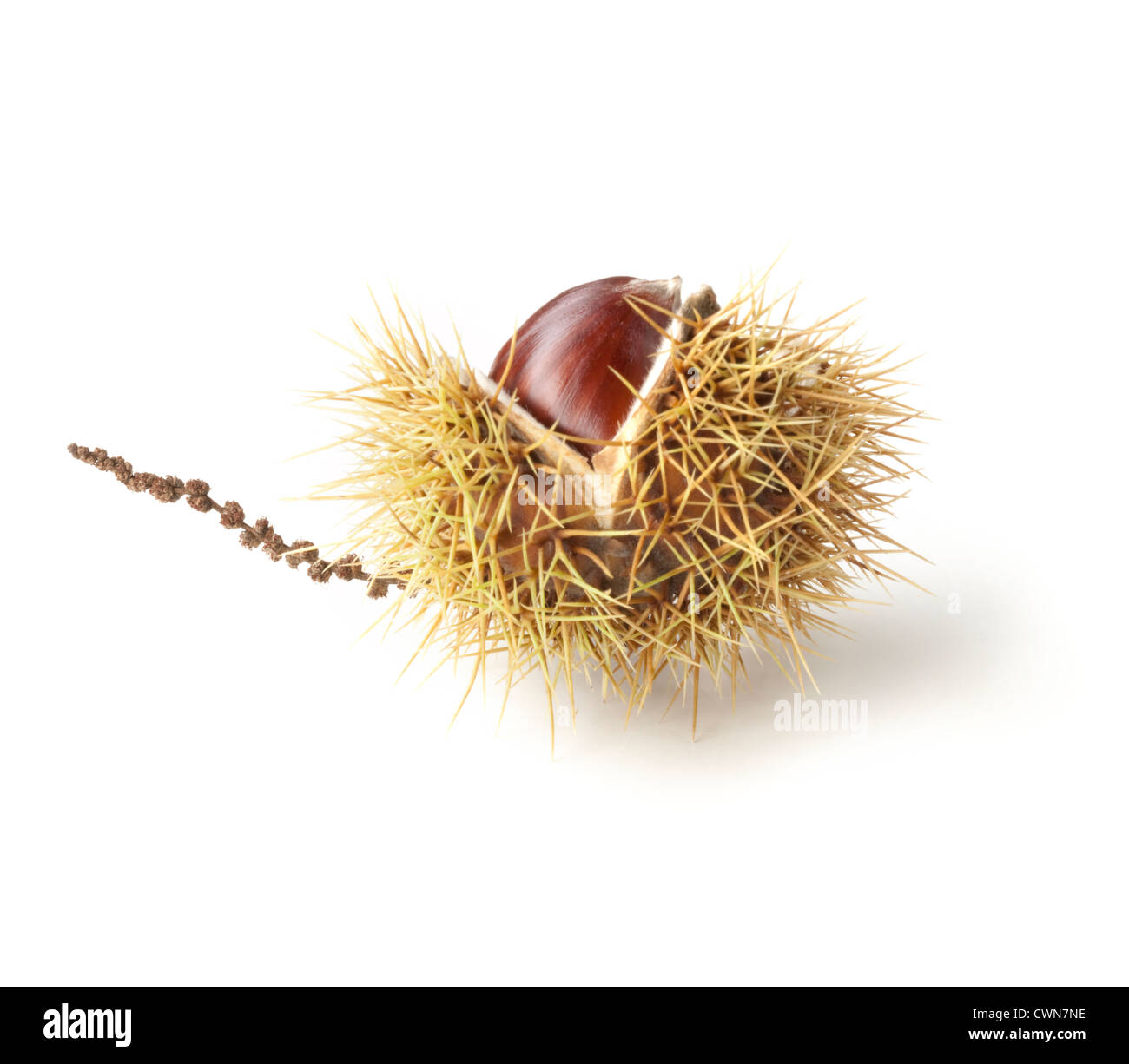Castanea sativa, Chestnut, Sweet chestnut Stock Photo