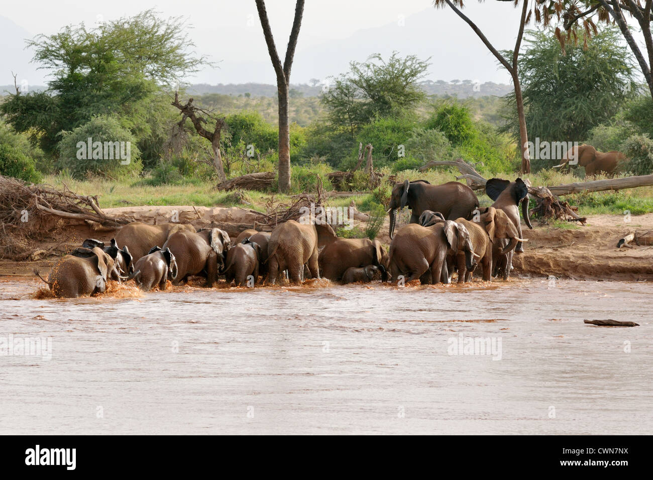 Herd of Elephants crossing the Ewaso Ngiro River Stock Photo