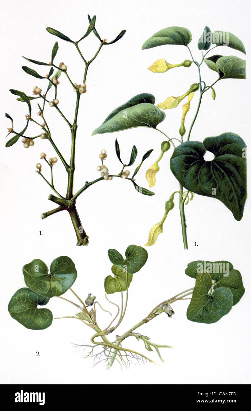 Mistletoe and other herbs Stock Photo