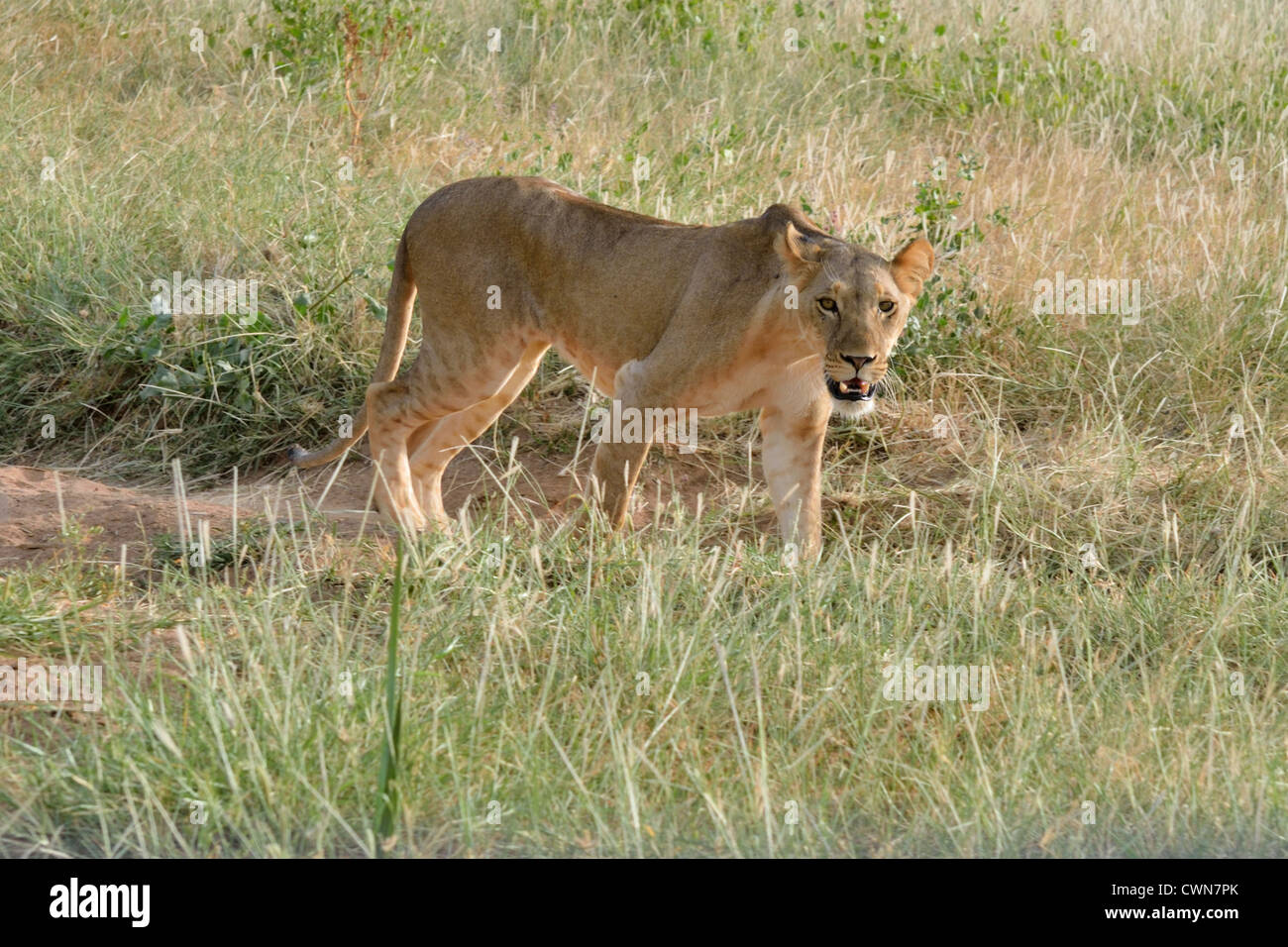 Lioness Stock Photo