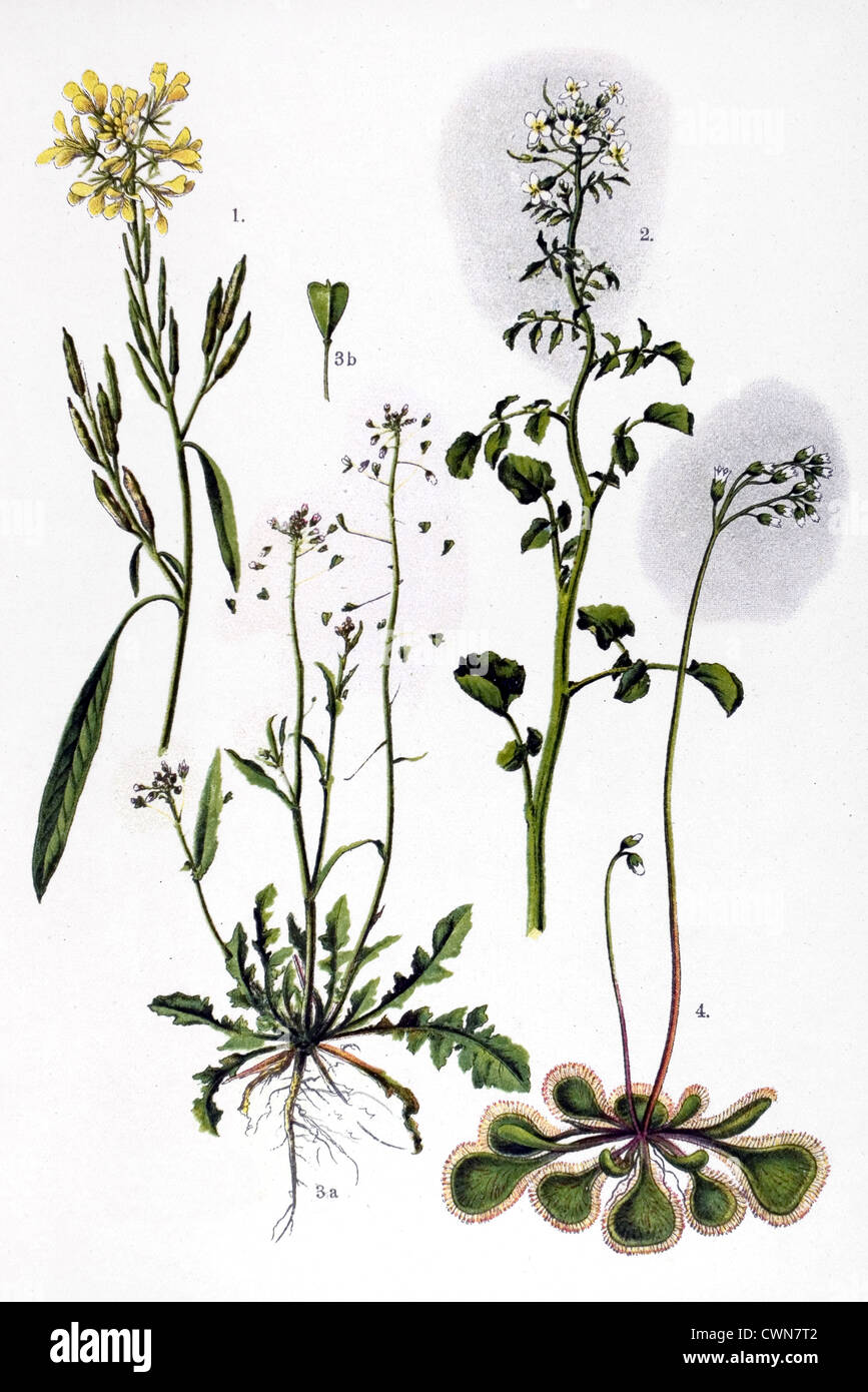 Black mustard plant hires stock photography and images Alamy