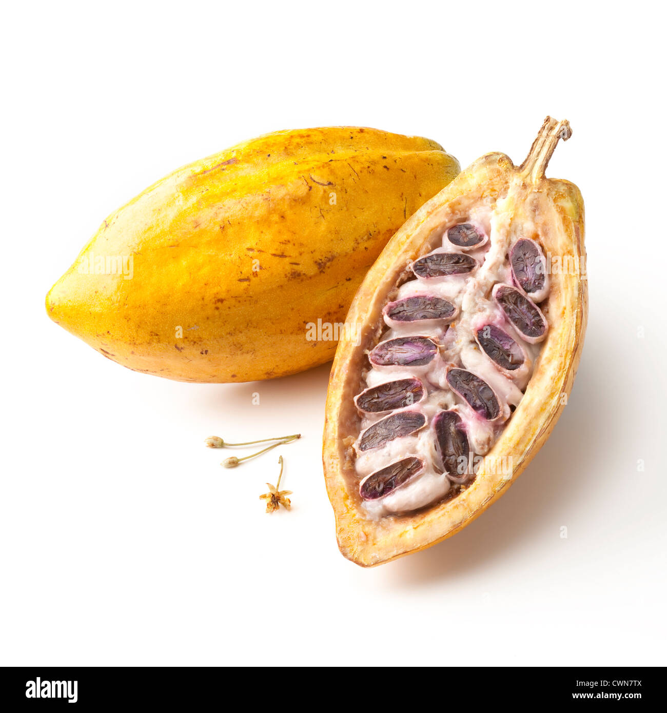 Theobroma cacao, Cocoa bean Stock Photo