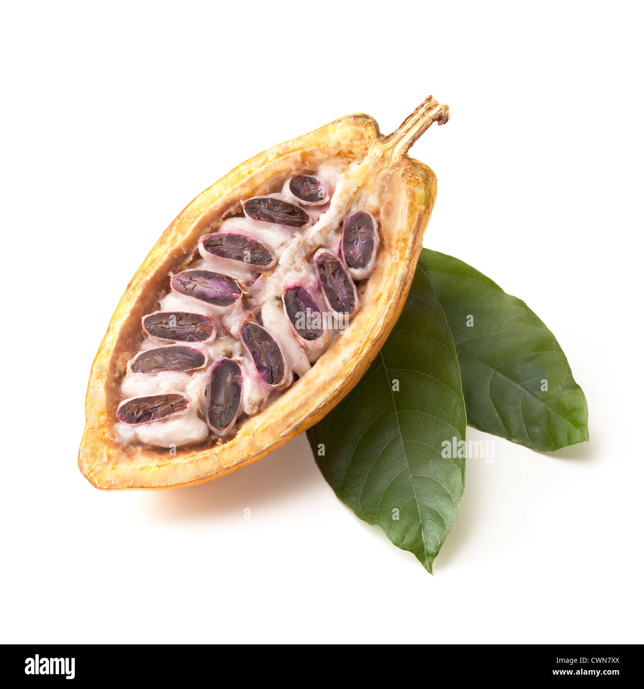 Theobroma cacao, Cocoa bean Stock Photo