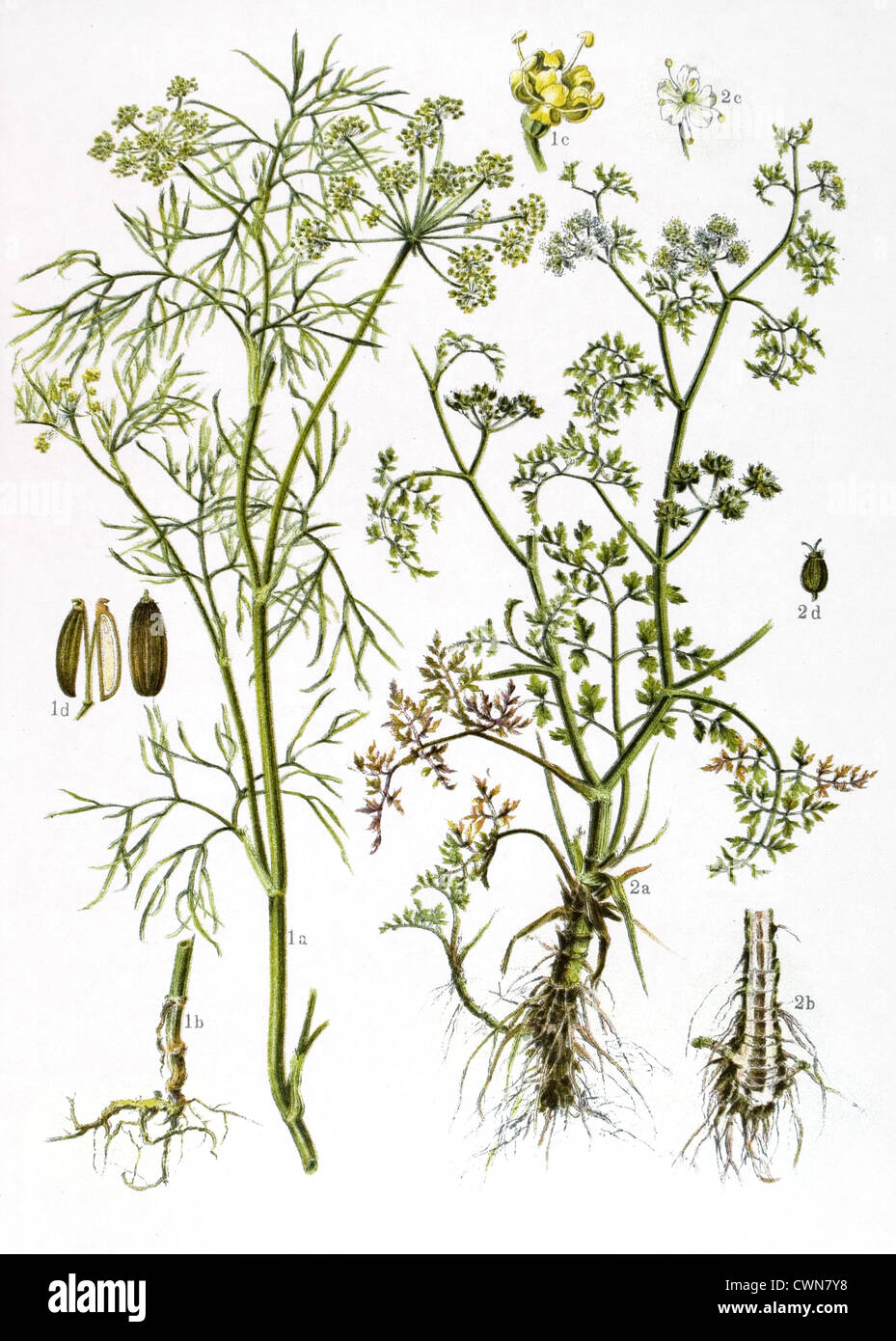 Fennel and other herbs Stock Photo