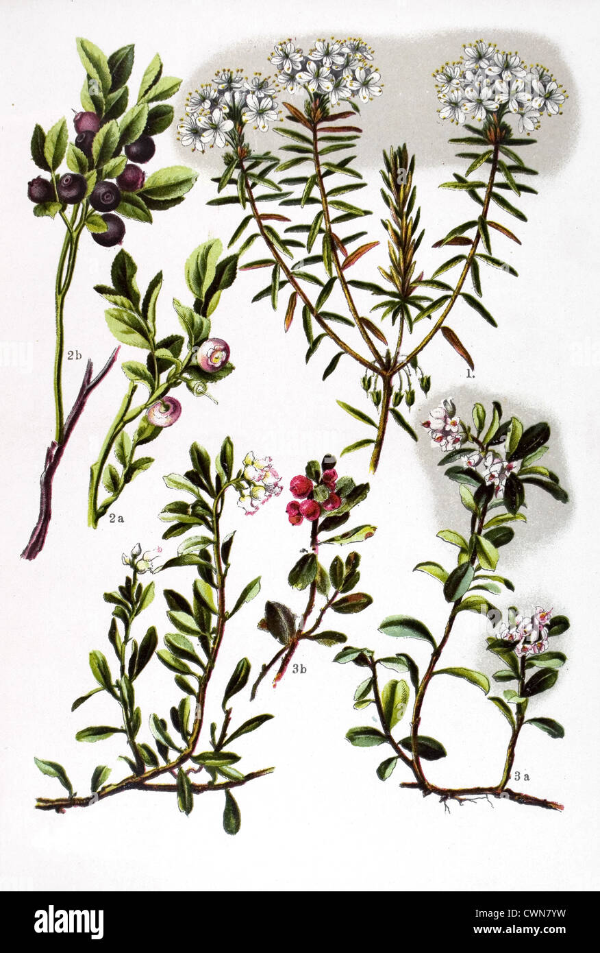 Labrador tea and other herbs Stock Photo