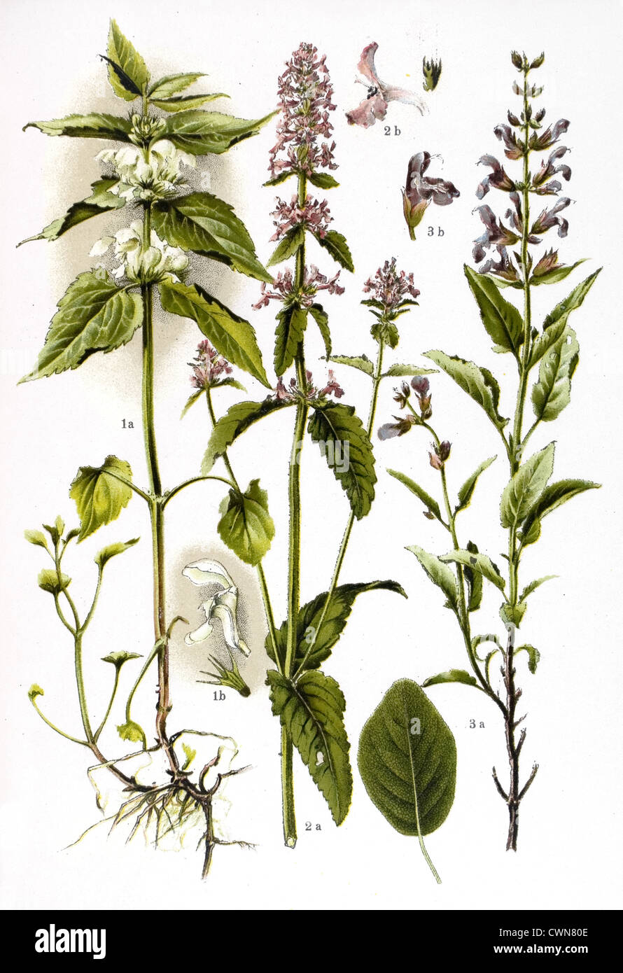 White Dead Nettle and other herbs Stock Photo