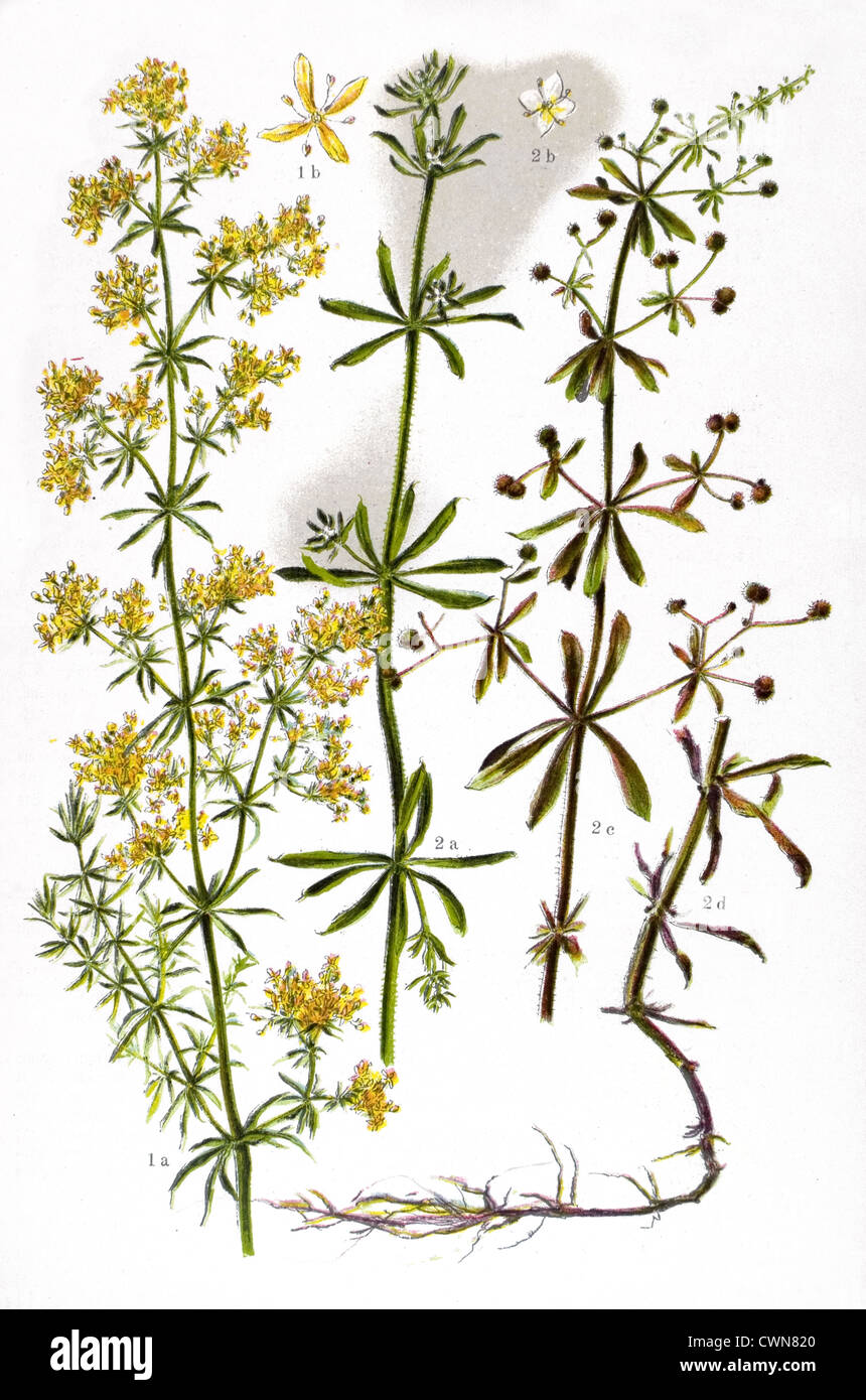 Cleaver and other herbs Stock Photo Alamy