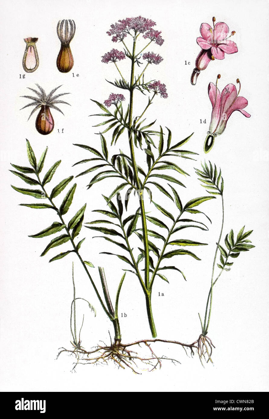 Valerian Valeriana officinalis and other herbs Stock Photo Alamy