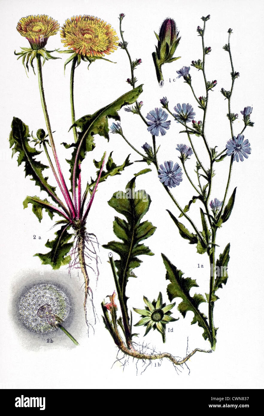 Dandelion botanical illustration hi-res stock photography and images - Page  2 - Alamy