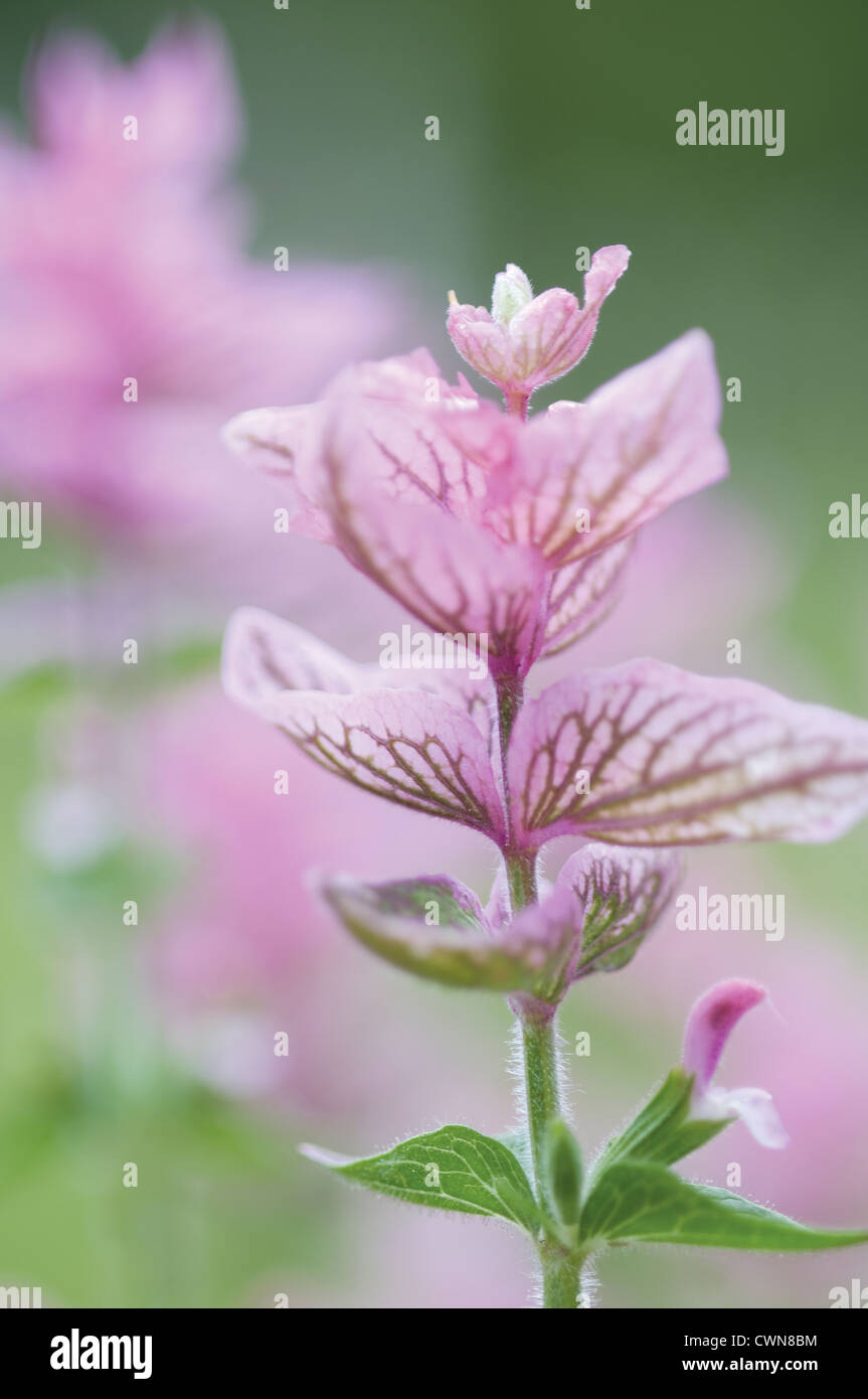Salvia viridis 'Pink Sunday, Sage, Clary sage Stock Photo